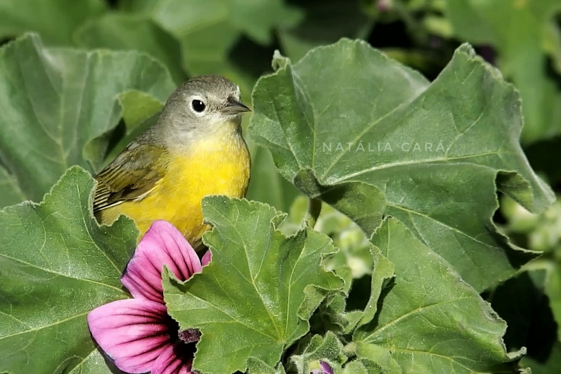 Nashville Warbler (Leiothlypis ruficapilla) Photo taken while conducting research on the Farallones. Geotagged,Leiothlypis ruficapilla,Nashville warbler,United States