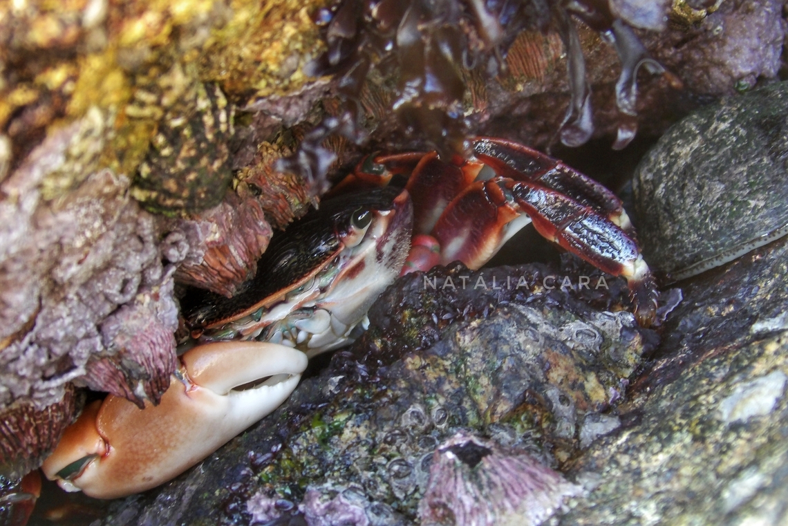 Striped Shore Crab (Pachygrapsus crassipes) Photo taken while conducting research on the Farallones. Geotagged,Pachygrapsus crassipes,Striped shore crab,United States,Winter