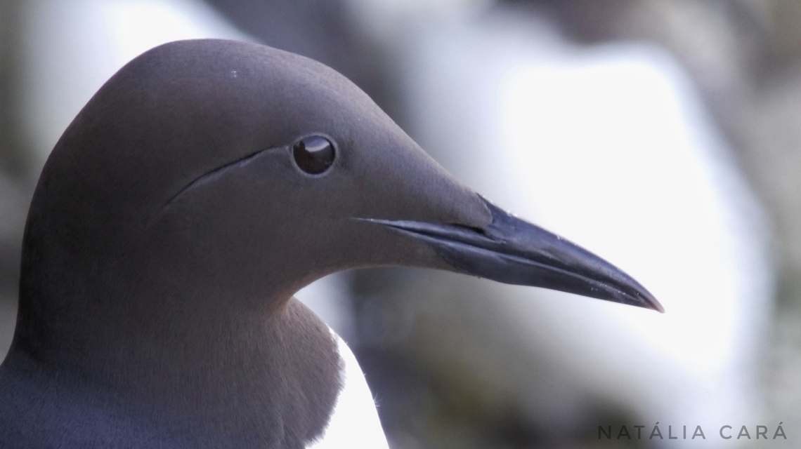 Common Murre (Uria aalge) Photo taken while conducting research on the Farallones. Common Murre,Geotagged,United States,Uria aalge,Winter