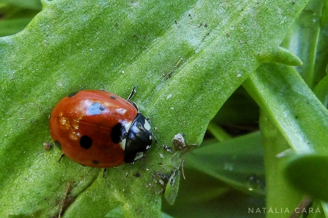 Seven-spotted Lady Beetle (Coccinella septempunctatata) Photo taken while conducting research on the Farallones. Coccinella septempunctata,Geotagged,Seven-spotted Lady Beetle,United States,Winter