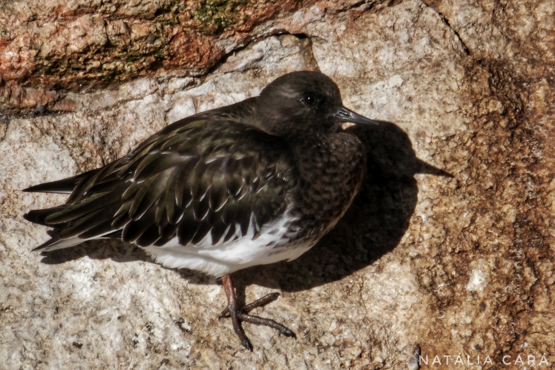 Black Turnstone (Arenaria melanocephala) Photo taken whil conducting research on the Farallones. Arenaria melanocephala,Black turnstone,Fall,Geotagged,United States