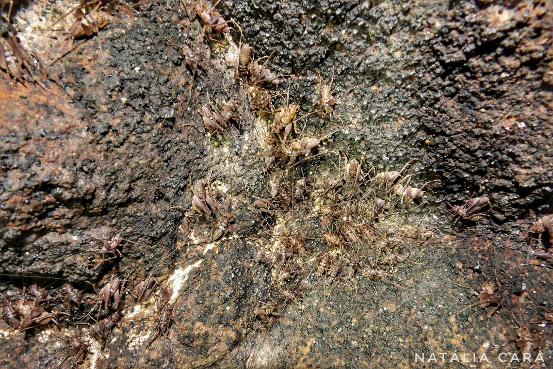 Farallon Cave Crickets (Farallonophilus cavernicolus) Photo taken while conducting research on the Farallones. Farallon Cave Cricket,Farallonophilus cavernicolus,Geotagged,United States,Winter