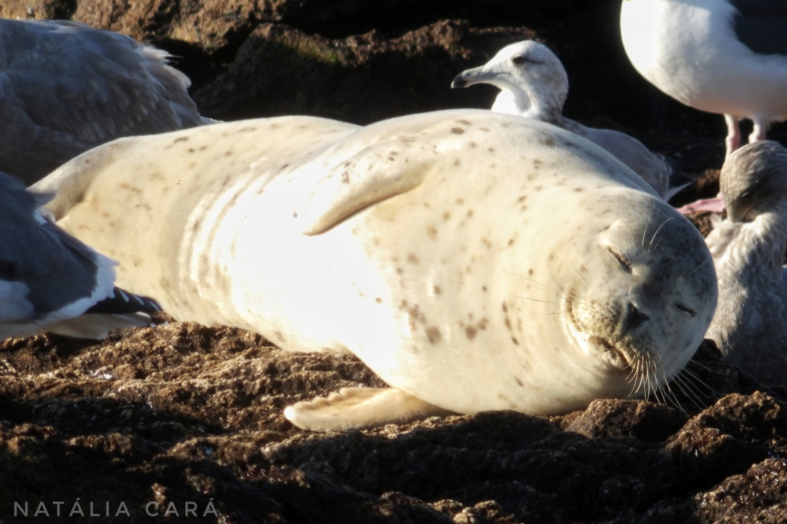 Harbor Seal (Phoca vitulina) Photo taken while conducting research on the Farallones. Geotagged,Harbor seal,Phoca vitulina,United States,Winter