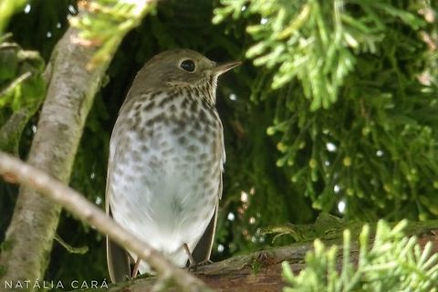 Hermit Thrush (Catharus guttatus) Photo taken while conducting research on the Farallones. Catharus guttatus,Geotagged,Hermit Thrush,United States,Winter