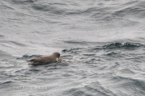 Northern Fulmar (Fulmarus glacialis) eating a Sea Nettle Photo taken while conducting research on the Farallones. Fall,Fulmarus glacialis,Geotagged,Northern fulmar,United States
