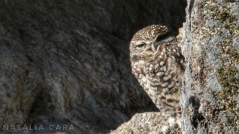 Burrowing Owl (Athenes cunicularia) Photo taken while conducting research on the Farallones. Athene cunicularia,Burrowing owl,Fall,Geotagged,United States