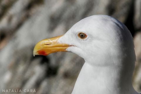 Western Gull (Larus occidetalis) Photo taken while conducting research on the Farallones. Geotagged,Larus occidentalis,United States,Western gull,Winter
