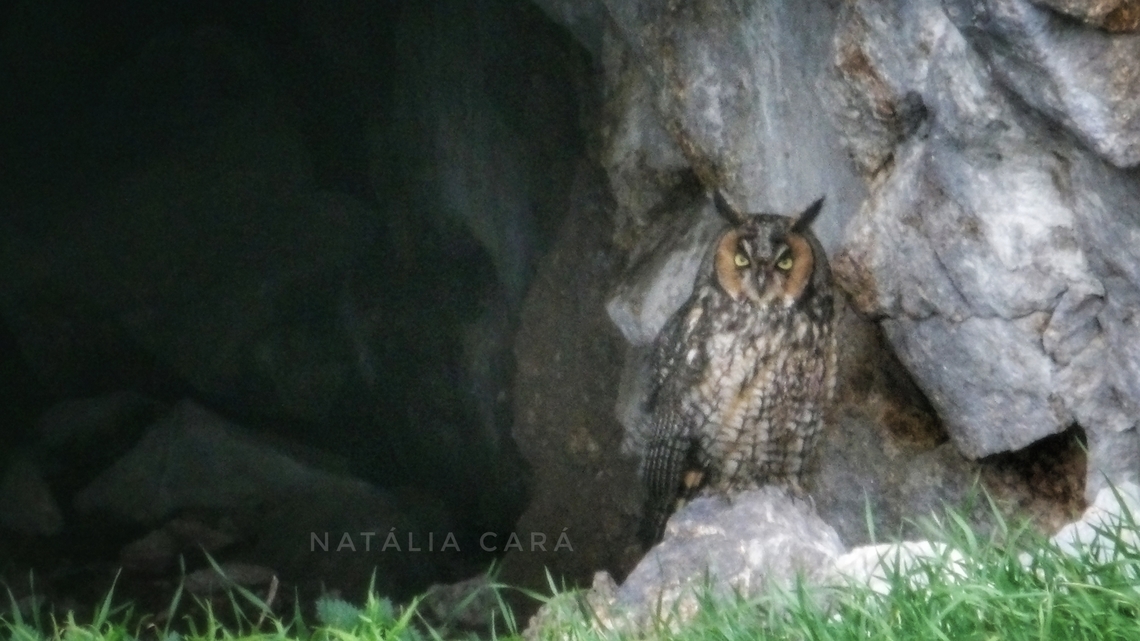 Long-eared Owl (Asio otus) Photo taken while conducting research on the Farallones. Asio otus,Fall,Geotagged,Long-eared Owl,United States