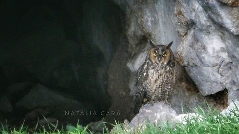 Long-eared Owl (Asio otus) Photo taken while conducting research on the Farallones. Asio otus,Fall,Geotagged,Long-eared Owl,United States