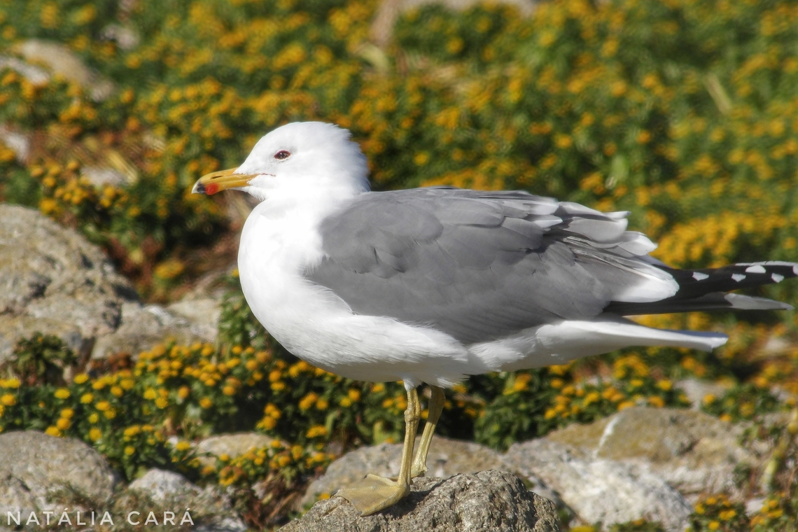 California Gull (Larus californicus) Photo taken while conducting research on the Farallones. California gull,Geotagged,Larus californicus,United States,Winter