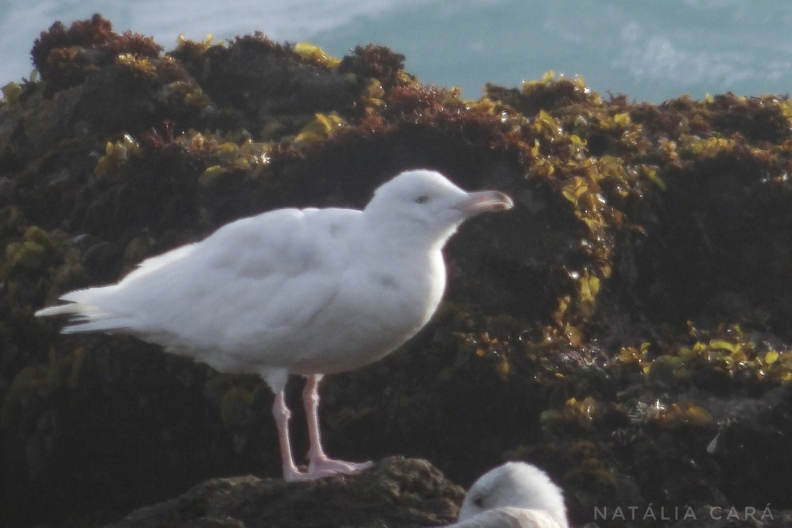 Glaucous Gull (Larus hyperboreus) Photo taken while conducting research on the Farallones. Geotagged,Glaucous gull,Larus hyperboreus,United States,Winter