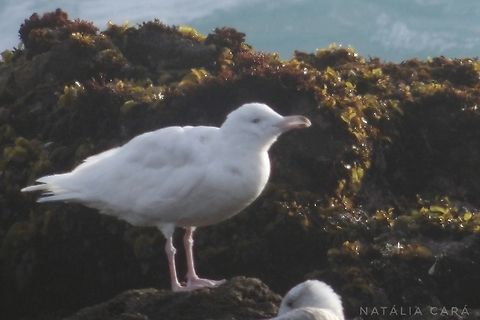 Glaucous Gull (Larus hyperboreus) Photo taken while conducting research on the Farallones. Geotagged,Glaucous gull,Larus hyperboreus,United States,Winter