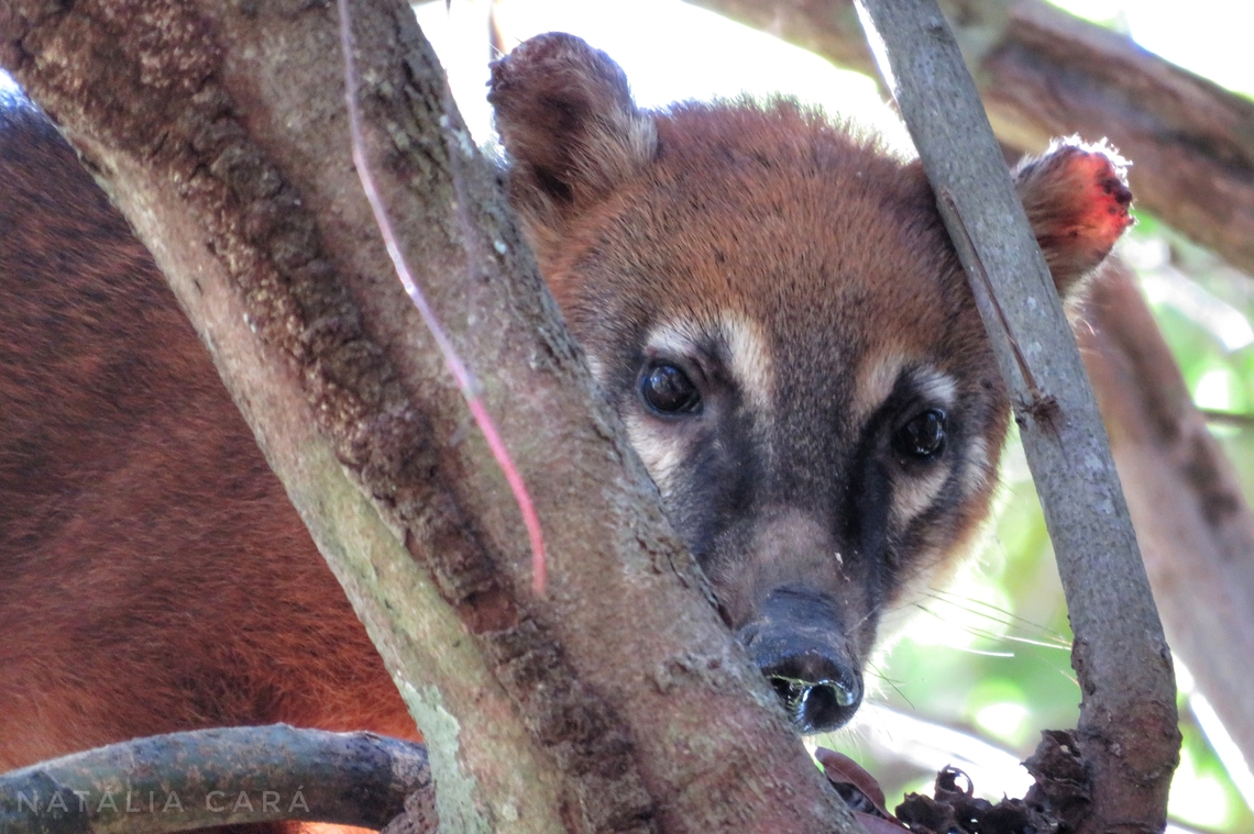 South American Coati (Nausa nasua)  Brazil,Geotagged,Nasua nasua,South American Coati,Winter