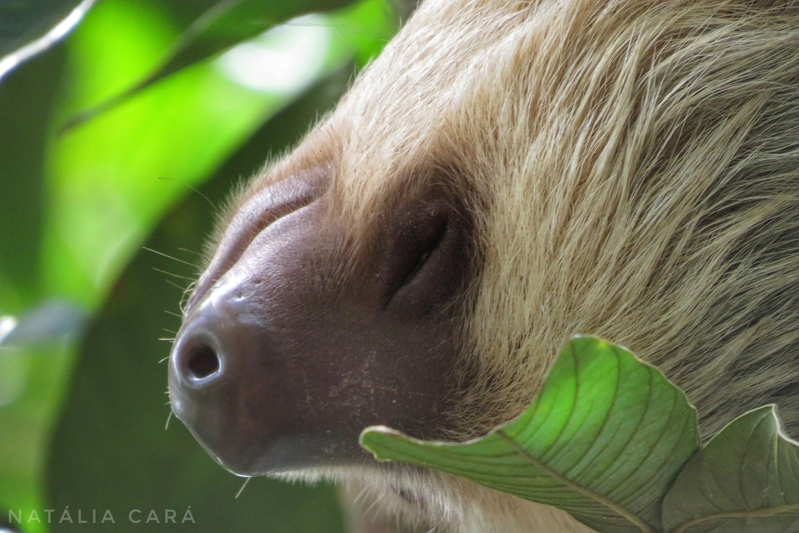 Hoffmann's Two-toed Sloth (Choloepus hoffmanni)  Choloepus hoffmanni,Costa Rica,Fall,Geotagged,Hoffmanns two-toed sloth
