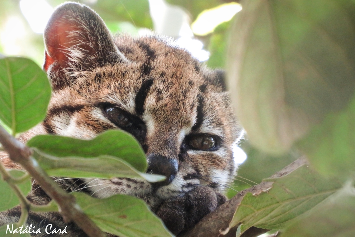 Rescued Oncilla (Leopardus tigrinus)  Bolivia,Geotagged,Leopardus tigrinus,Oncilla,Spring
