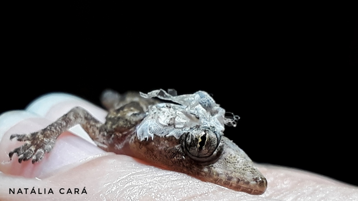 Tropical House Gecko (Hemidactylus mabouia)  Brazil,Geotagged,Hemidactylus mabouia,Spring,Tropical house gecko