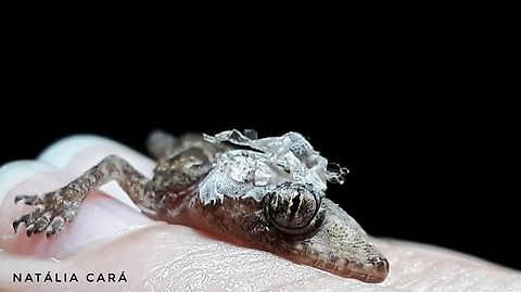Tropical House Gecko (Hemidactylus mabouia)  Brazil,Geotagged,Hemidactylus mabouia,Spring,Tropical house gecko