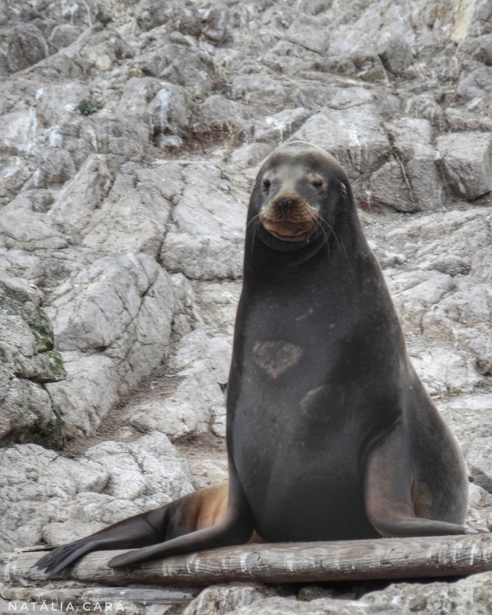 Male California Sea Lion (Zalophus califonianus) Photo taken while conducting research on the Farallones. California sea lion,Fall,Geotagged,United States,Zalophus californianus