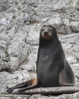 Male California Sea Lion (Zalophus califonianus) Photo taken while conducting research on the Farallones. California sea lion,Fall,Geotagged,United States,Zalophus californianus
