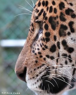 Rescued Jaguar (Panthera onca)  Bolivia,Geotagged,Jaguar,Panthera onca,Spring