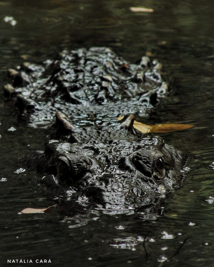 American Crocodile (Crocodylus acutus)  American Crocodile,Costa Rica,Crocodylus acutus,Geotagged