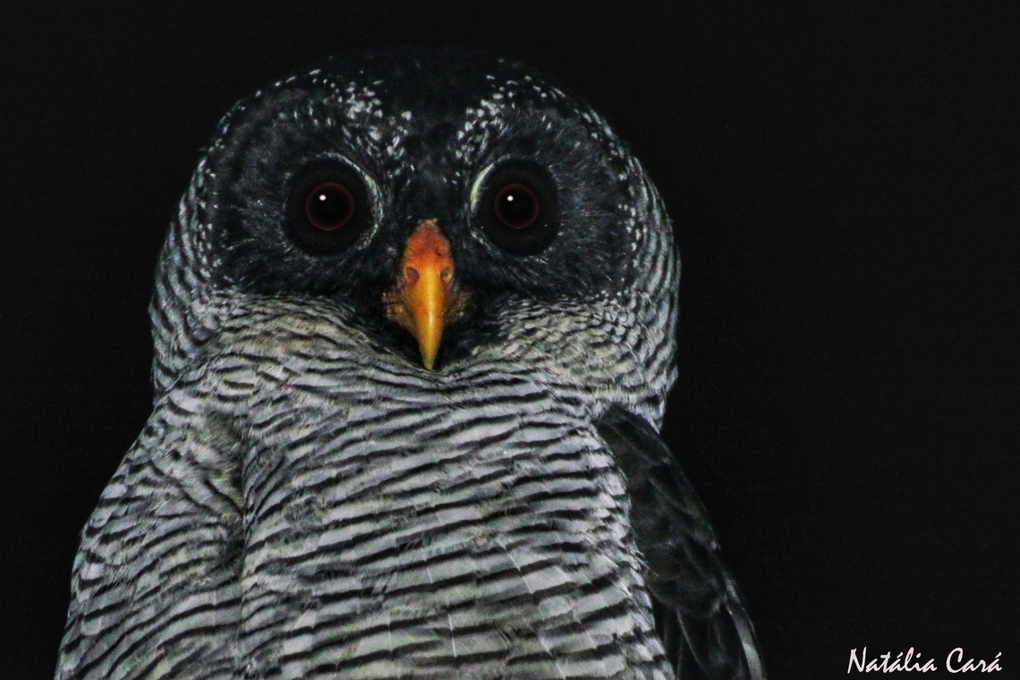 Black-and-white Owl (Ciccaba nigrolineata)  Black-and-white owl,Costa Rica,Fall,Geotagged,Strix nigrolineata