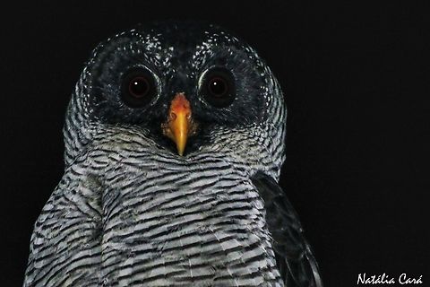 Black-and-white Owl (Ciccaba nigrolineata) Black-and-white owl,Costa Rica,Fall,Geotagged,Strix nigrolineata