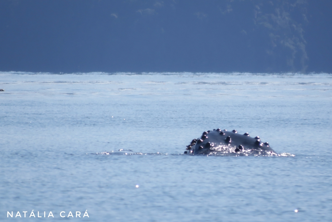 Humpback Whale (Megaptera novaeangliae)  Costa Rica,Geotagged,Humpback whale,Megaptera novaeangliae,Summer