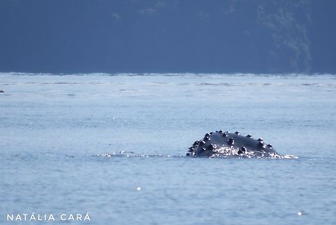 Humpback Whale (Megaptera novaeangliae)  Costa Rica,Geotagged,Humpback whale,Megaptera novaeangliae,Summer