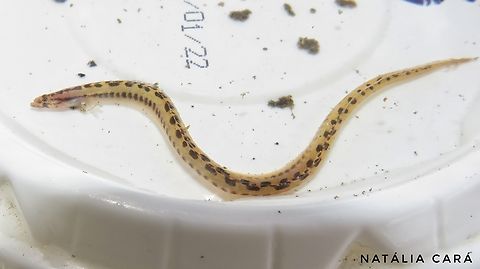 Baby Tiger Snake Eel (Myrichthys maculosus) found stranded in the sand during low tide  Costa Rica,Fall,Geotagged,Myrichthys maculosus,Myricthys maculosus