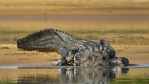 Black Caiman (Melanosuchus niger)  Black caiman,Brazil,Geotagged,Melanosuchus niger,Winter