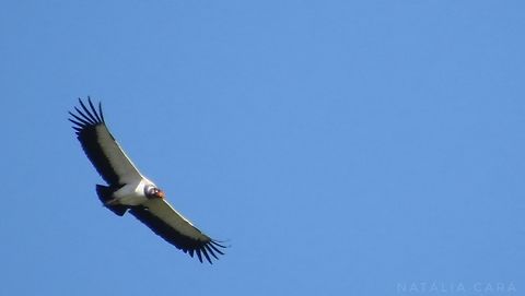 King Vulture (Sarcoramphus papa)  Brazil,Geotagged,King vulture,Sarcoramphus papa,Winter