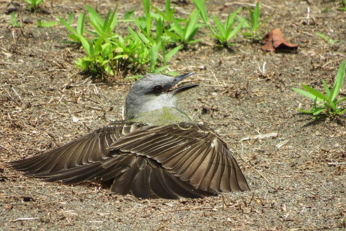 Tropical Kingbird (Tyrannus melancholicus)  Costa Rica,Geotagged,Spring,Tropical Kingbird,Tyrannus melancholicus