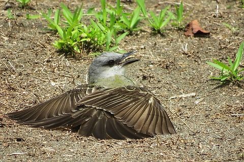 Tropical Kingbird (Tyrannus melancholicus)  Costa Rica,Geotagged,Spring,Tropical Kingbird,Tyrannus melancholicus