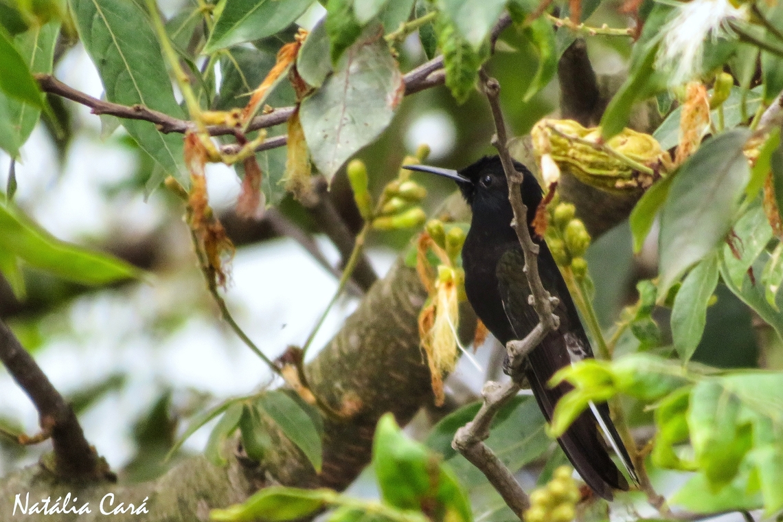 Black Jacobin (Florisuga fusca)  Black jacobin,Brazil,Florisuga fusca,Geotagged,Spring