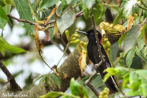 Black Jacobin (Florisuga fusca) Black jacobin,Brazil,Florisuga fusca,Geotagged,Spring