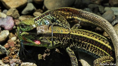 Holcosus quadrilineatus