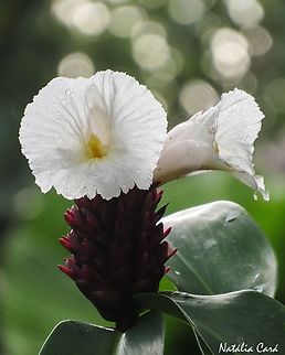 Crêpe Ginger (Cheilocostus speciosus)  Cheilocostus  speciosus,Costa Rica,Crêpe Ginger,Geotagged,Summer