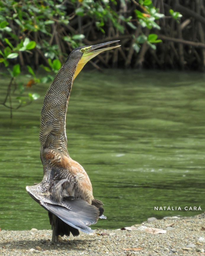 Bare-throated Tiger Heron (Tigrisoma mexicanum)  Bare-throated Tiger Heron,Costa Rica,Geotagged,Summer,Tigrisoma mexicanum