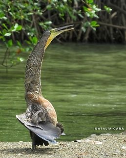 Bare-throated Tiger Heron (Tigrisoma mexicanum)  Bare-throated Tiger Heron,Costa Rica,Geotagged,Summer,Tigrisoma mexicanum