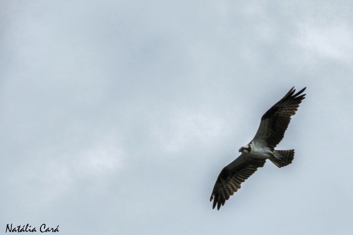 Osprey (Pandion haliaetus)  Costa Rica,Geotagged,Osprey,Pandion haliaetus,Summer
