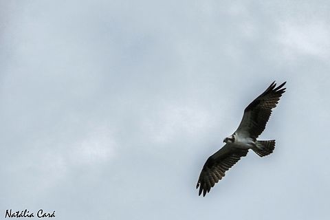 Osprey (Pandion haliaetus)  Costa Rica,Geotagged,Osprey,Pandion haliaetus,Summer