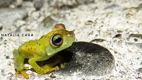 Canal Zone Treefrog (Boana rufitela)  Boana rufitela,Canal Zone tree frog,Costa Rica,Geotagged,Summer