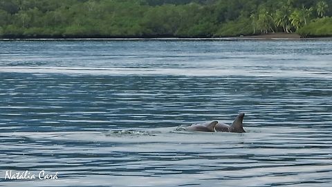 Common Bottlenose Dolphins (Tursiops truncatus)  Common bottlenose dolphin,Costa Rica,Geotagged,Tursiops truncatus