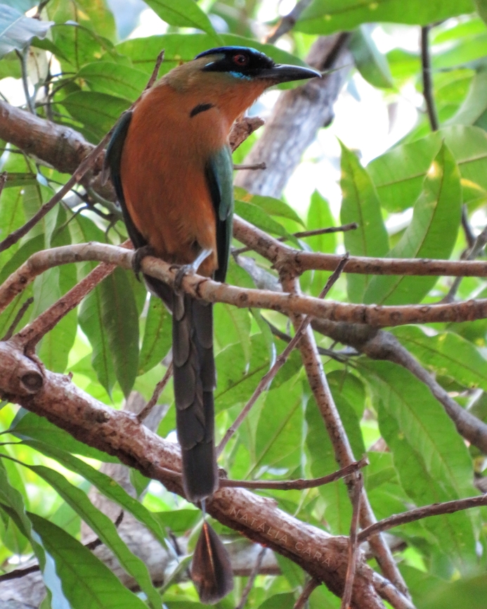 Amazonian Motmot (Momotus momota)  Amazonian motmot,Brazil,Geotagged,Momotus momota,Winter