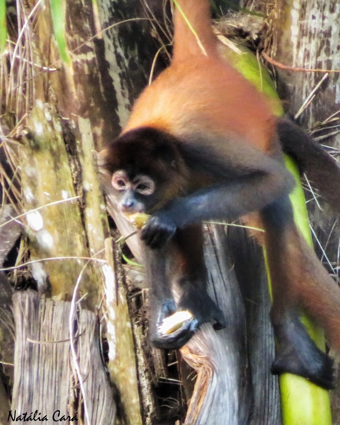 Central American Spider Monkey (Ateles geoffroyi)  Ateles geoffroyi,Costa Rica,Geoffroys spider monkey,Geotagged,Summer
