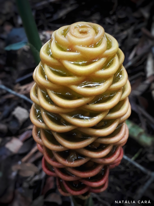 Beehive Ginger (Zingiber spectabile)  Costa Rica,Geotagged,Summer,Zingiber spectabile,Zingiber spectabili