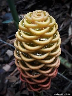 Beehive Ginger (Zingiber spectabile)  Costa Rica,Geotagged,Summer,Zingiber spectabile,Zingiber spectabili