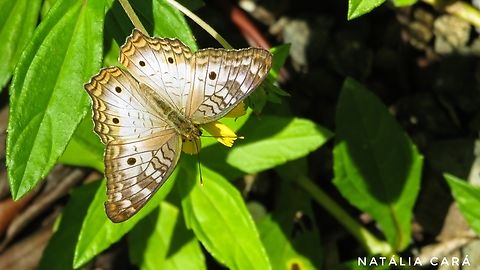 White Peacock Butterfly (Anartia jatrophae)  Anartia jatrophae,Costa Rica,Geotagged,Summer,White Peacock