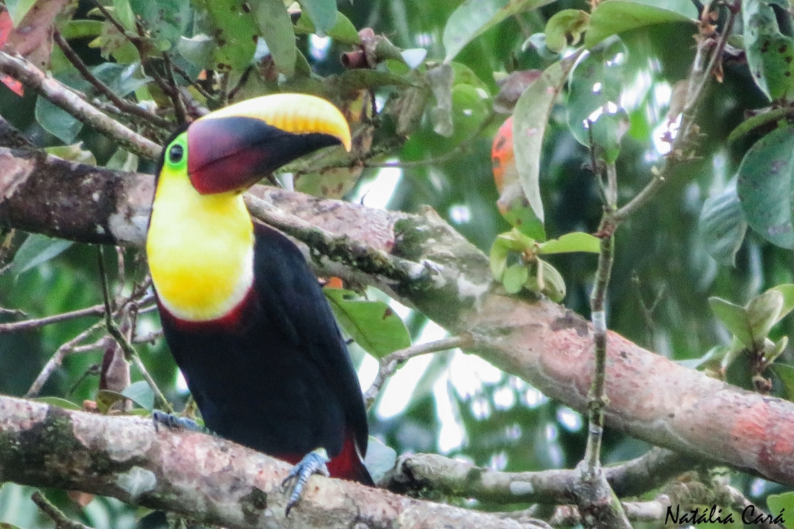 Yellow-throated Toucan (Ramphastos ambiguus)  Costa Rica,Geotagged,Ramphastos ambiguus,Summer,Yellow-throated toucan